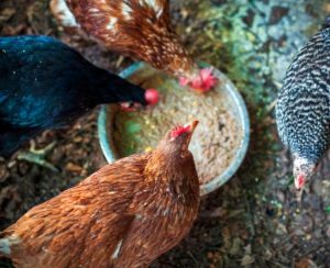 Do Chickens Have Tongues?