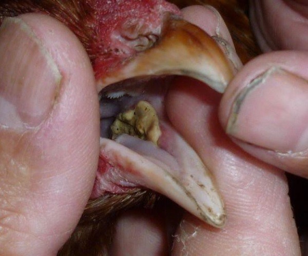 Chicken Tongue Diseases