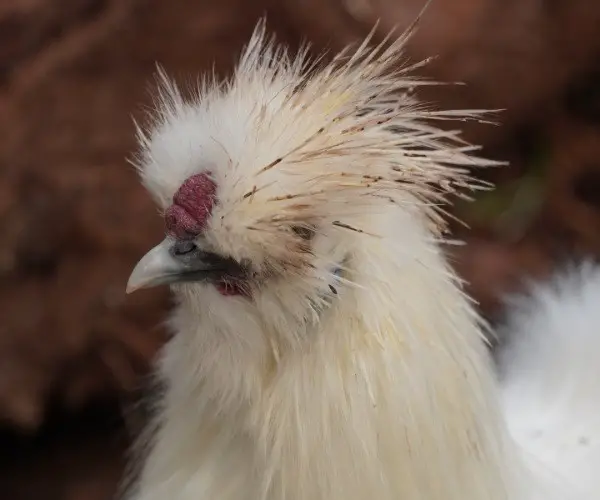 Comb and Wattles