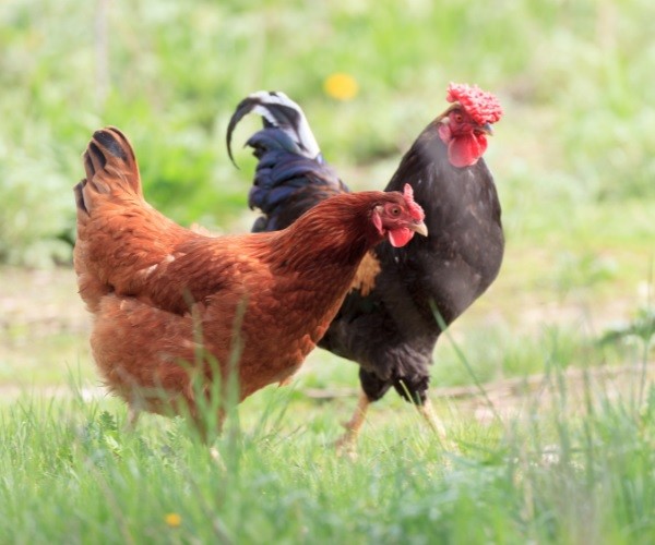 What Is the Difference Between a Hen and a Chicken?