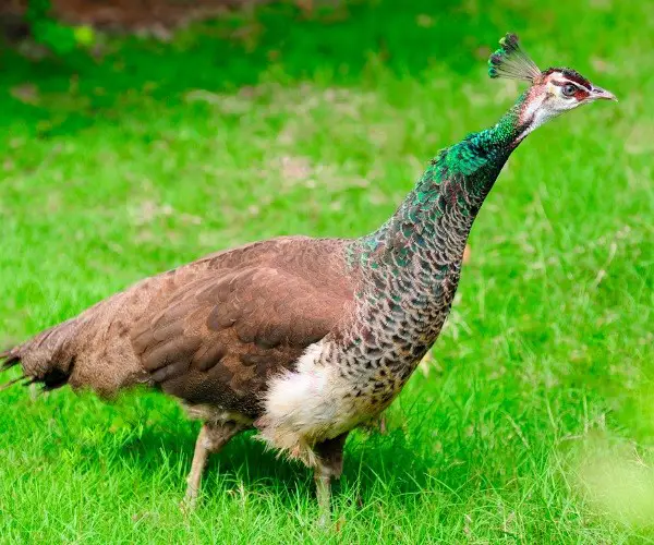 Do Female Peacocks Make Noise
