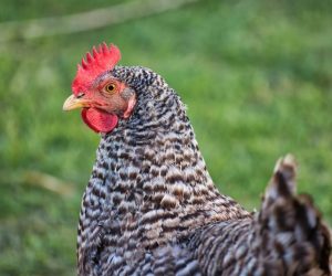 When Do Barred Rock Chickens Start Laying Eggs?