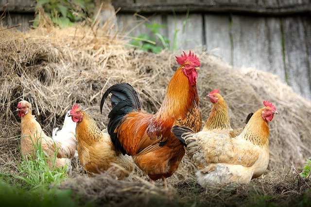 Group of Roosters