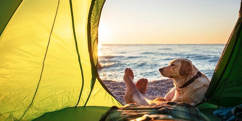 Health And Safety Tips For Camping With Your Dog