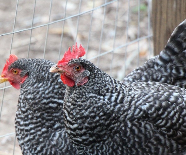 How Can You Identify a Barred Rock Chicken that is Ready to Lay Eggs