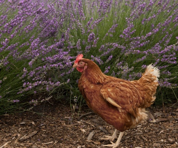 How Much and How Frequently Should You Give Lavender To Chickens