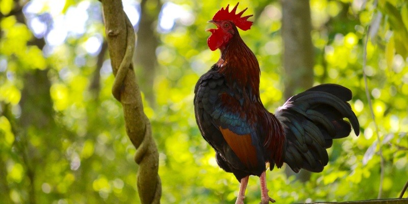 How to Stop a Rooster From Crowing