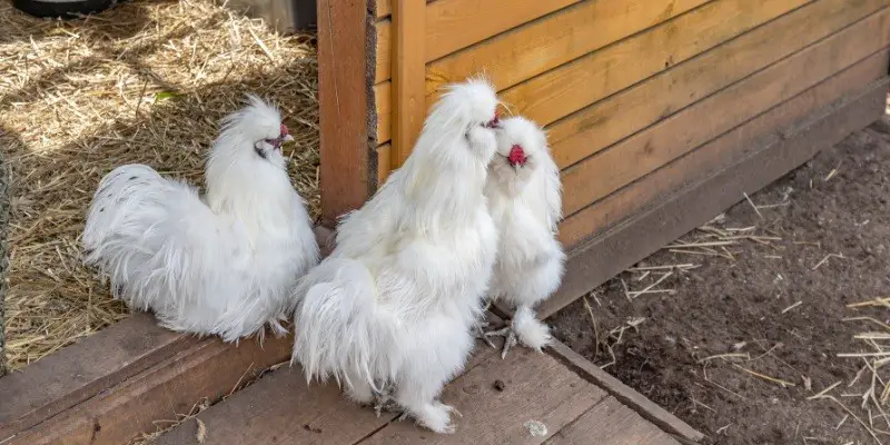 How to Tell Male and Female Silkies Apart
