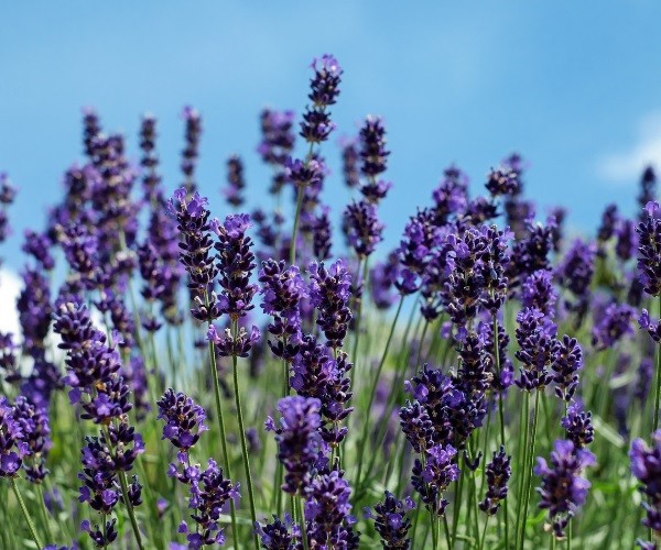 Is Lavender Safe For Chickens