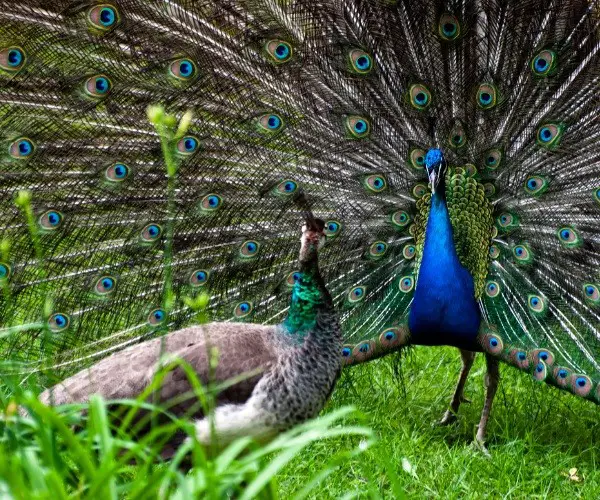 Male Vs. Female Peacock