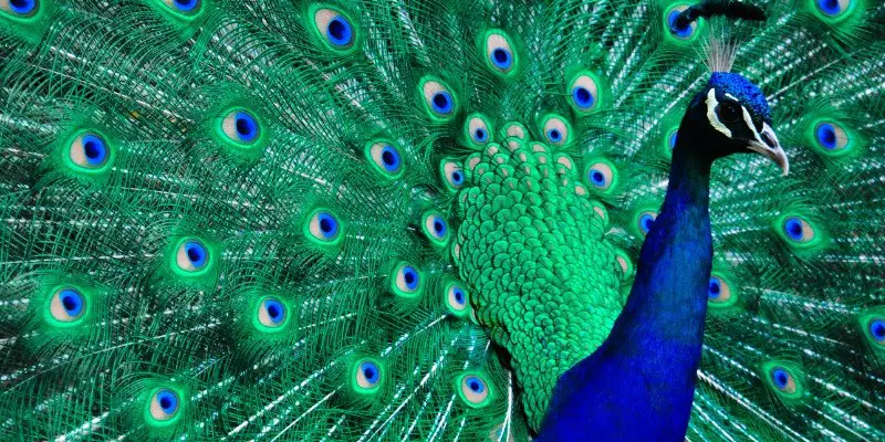 Peacock Feathers Meaning Bad Luck or Good Luck
