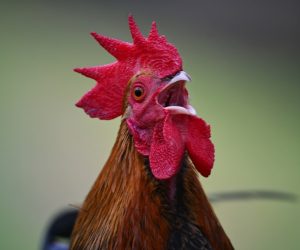 How to Stop a Rooster From Crowing?