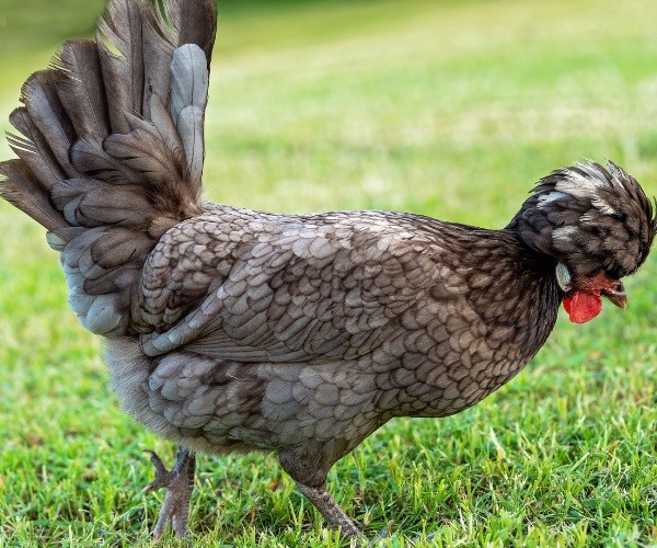 Uses of the Chickens Tail