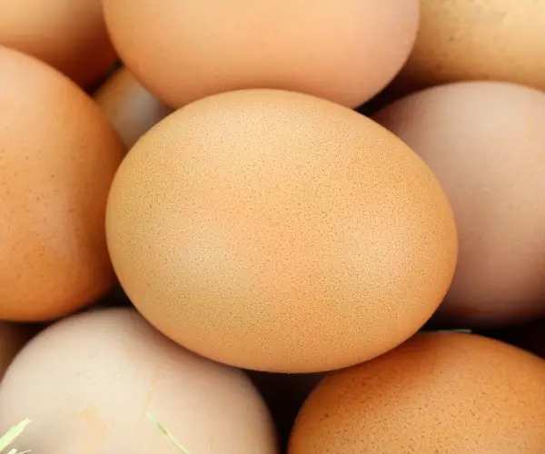 What Color are Barred Rock Chicken Eggs