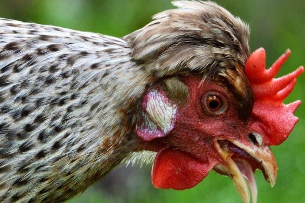 Do Chickens Have Tongues?