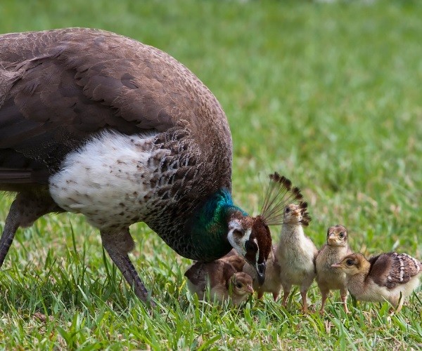 What Do You Call a Group of Baby Peacocks