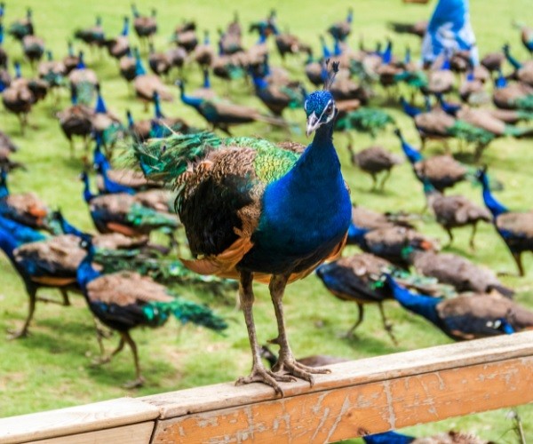 What Do You Call a Group of Peacocks