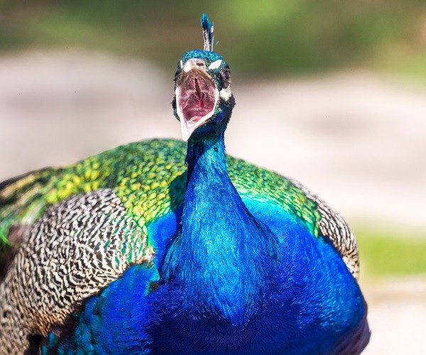 What Noise Does a Peacock Make