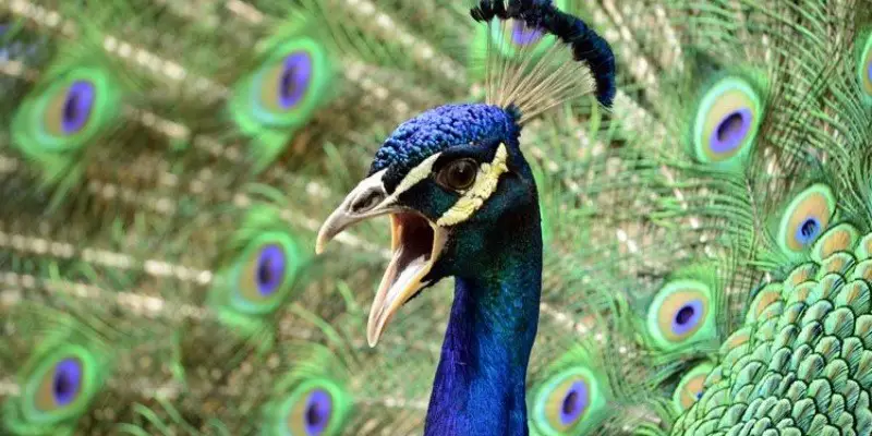 What Sound Does a Peacock Make
