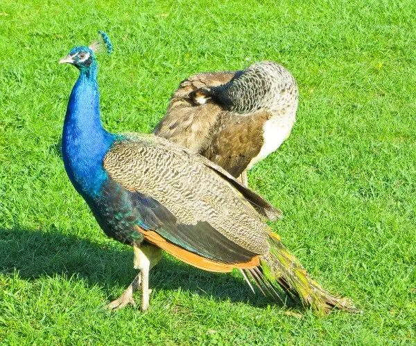 What are Peacocks