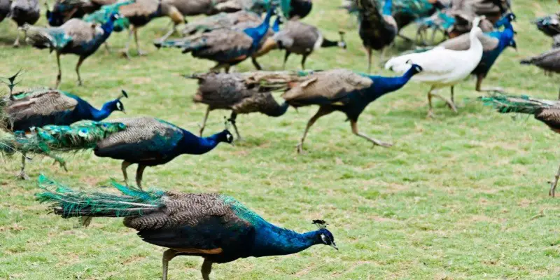 What is a Group of Peacocks Called