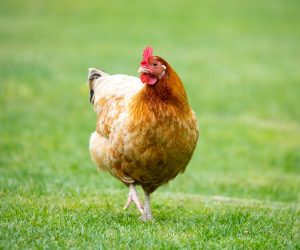 What Is the Difference Between a Hen and a Chicken?