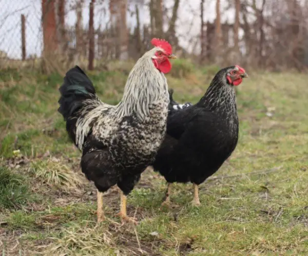 What is the Difference between Roosters and Hens