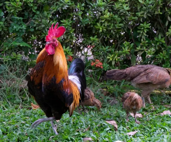 What is the Difference between a Cockerel and a Rooster