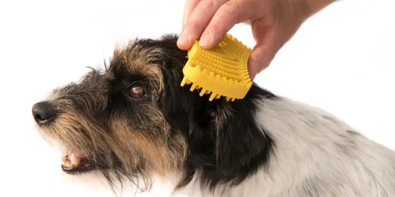 What to Consider When Choosing Dog Grooming Brush