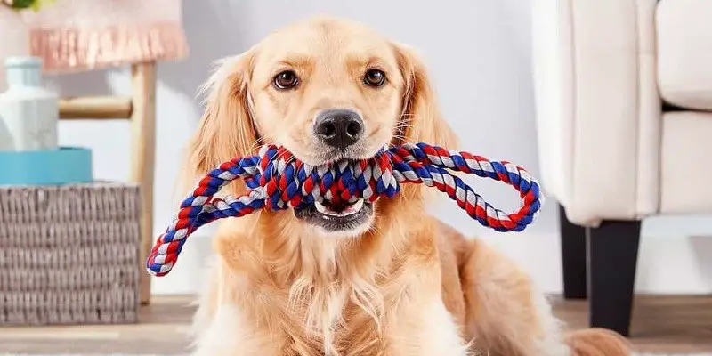 Which Toy is Best for your Dog