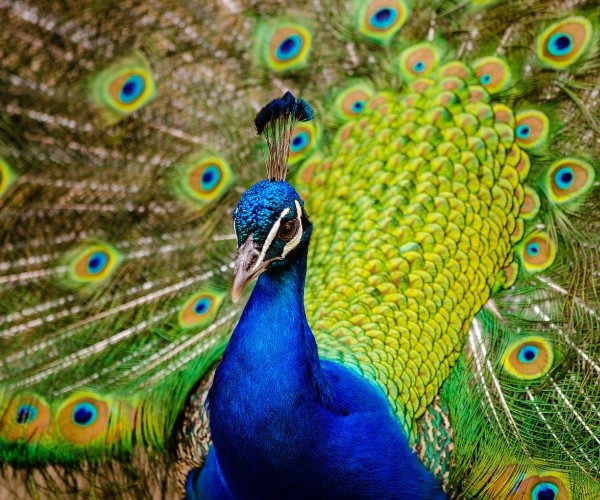 Are peacocks considered lucky Birds