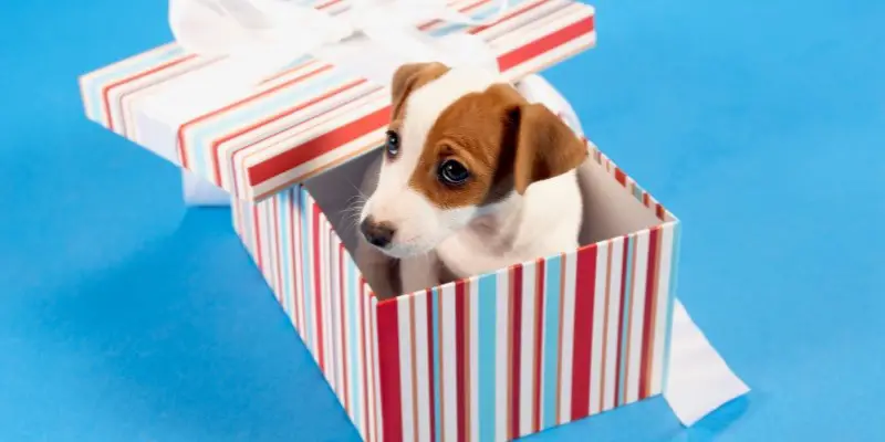 Dog Gifts Box - A Unique Way to Surprise Your Furry Friend!