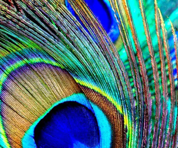 Dreaming of Peacock Feathers