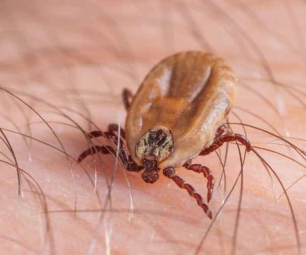 How To Get Rid Of Chicken Mites On Humans Poultry Care Sunday