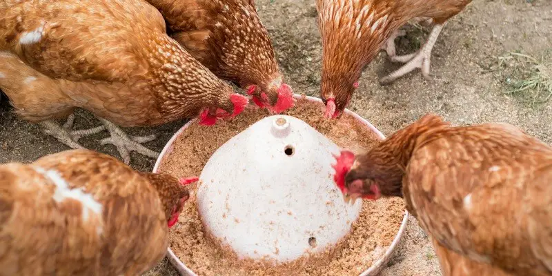 How Many Times a Day Should I Feed My Chickens