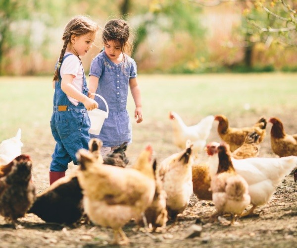 How Often Do You Feed Chickens