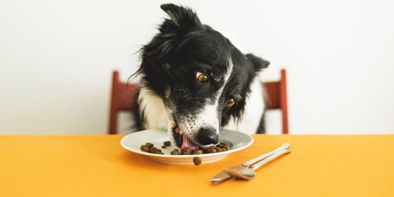 How to Accurately Measure Your Pet's Food