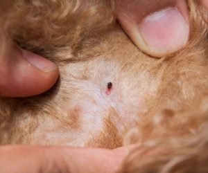 How to Get Rid of Chicken Mites on Humans? - Poultry Care Sunday