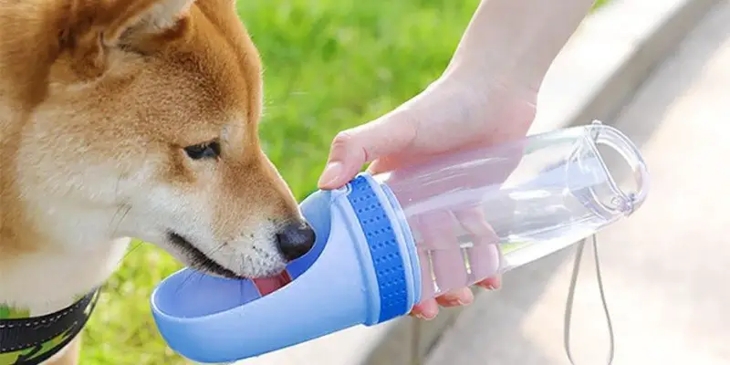 Keep Your Pet Hydrated With This Portable Bottle