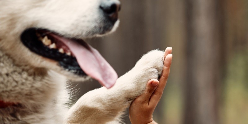 Keep your Pets Paws Clean and Get Rid of Dirt and Grime