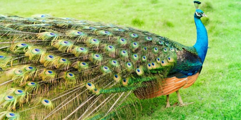 Peacock Feather Meaning and Symbolism