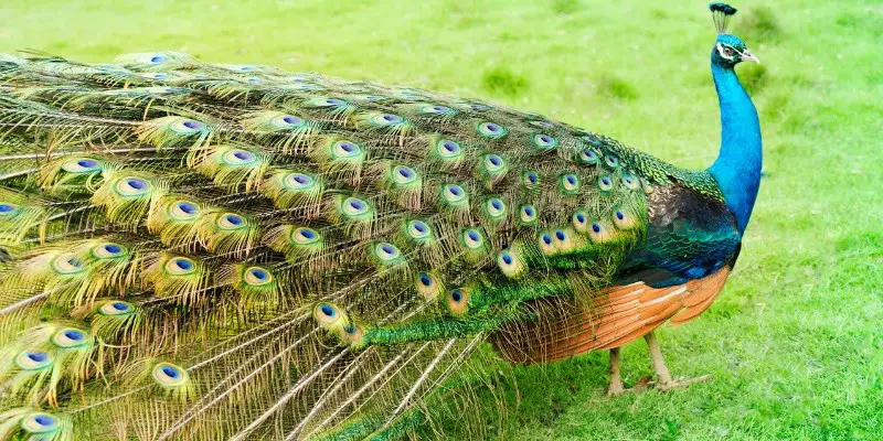 PEACOCK FEATHER MEANING AND SYMBOLISM