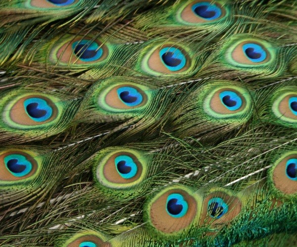 Peacock Feather Meaning