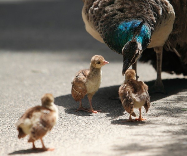 THE BEST FOOD TO FEED BABY PEACOCKS