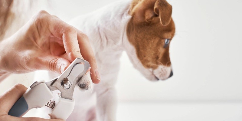 The Best Way to Clip Your Pet's Nails