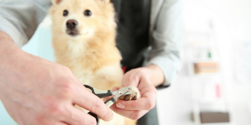 The Ultimate Guide To Using A Dog Nail Grinder
