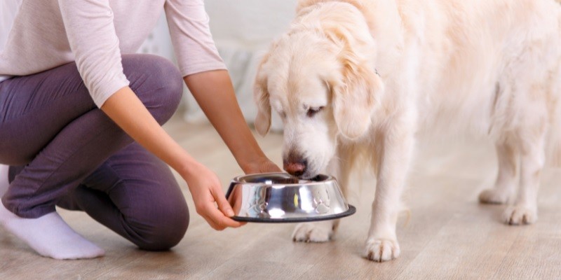 Tips on Feeding Your Dog the Best Way Possible