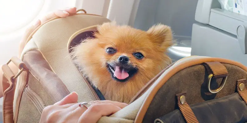 Ultimate Guide On Choosing The Best Dog Carrier
