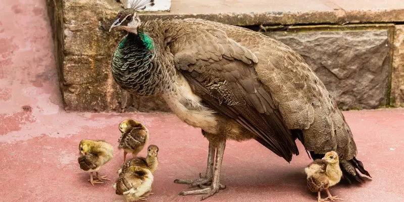 WHAT DO BABY PEACOCKS EAT?