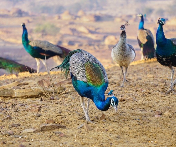 WHAT DO PEACOCKS EAT IN THE WILD